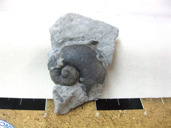 Indiana Platyostoma Gastropod #19 - Image 2