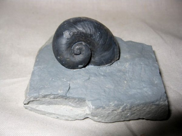 Indiana Platyostoma Gastropod #2