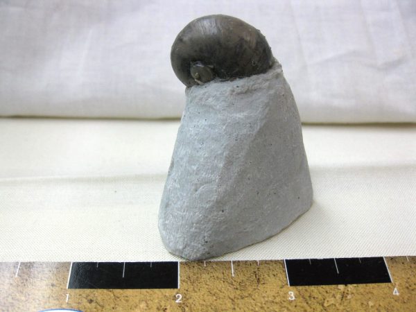 Indiana Platyostoma Gastropod #20