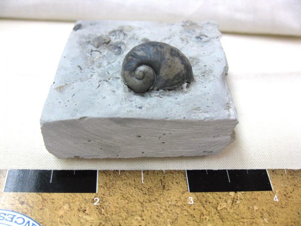 Indiana Platyostoma Gastropod #22