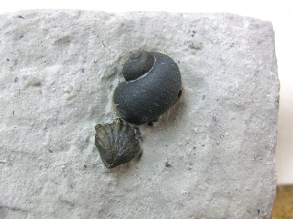 Indiana Platyostoma Gastropod #23 - Image 4