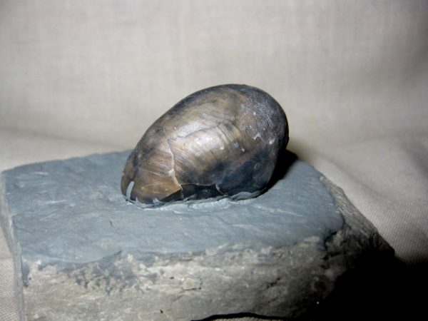 Indiana Platyostoma Gastropod #2 - Image 3