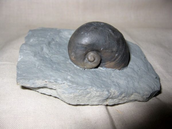 Indiana Platyostoma Gastropod #3