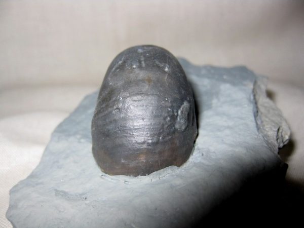 Indiana Platyostoma Gastropod #3 - Image 3