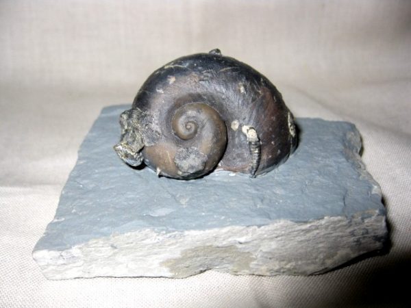 Indiana Platyostoma Gastropod #5