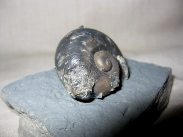 Indiana Platyostoma Gastropod #5 - Image 2