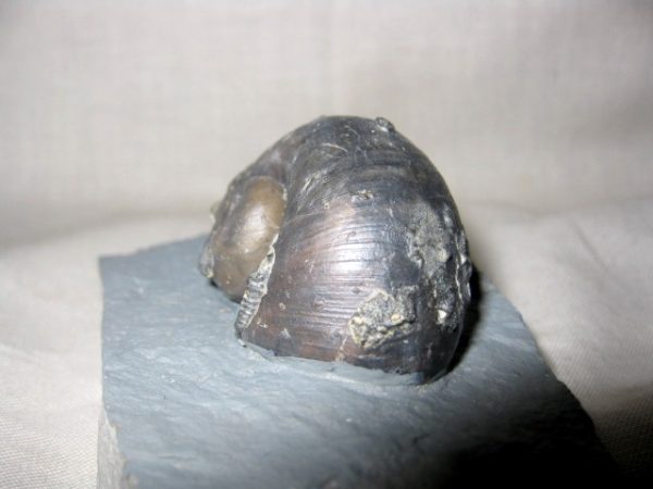 Indiana Platyostoma Gastropod #5 - Image 3