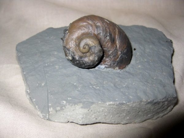 Indiana Platyostoma Gastropod #7