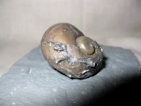 Indiana Platyostoma Gastropod #7 - Image 2