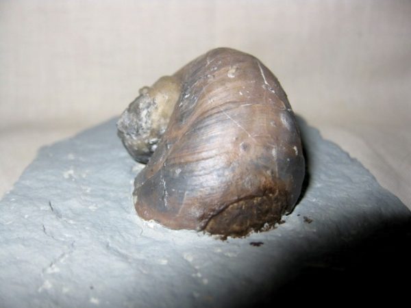 Indiana Platyostoma Gastropod #7 - Image 3