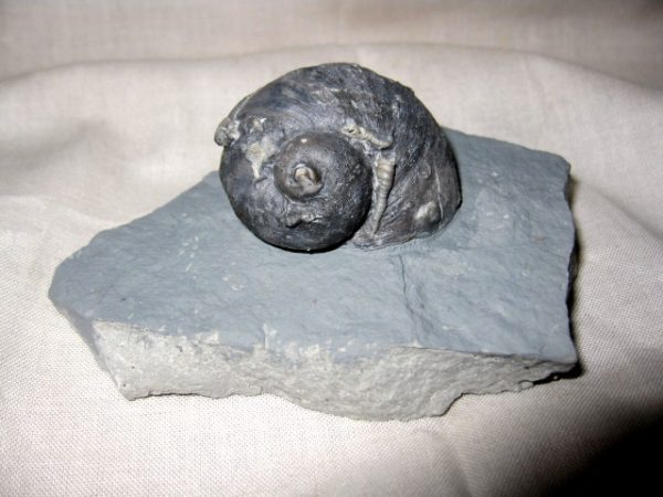 Indiana Platyostoma Gastropod #9