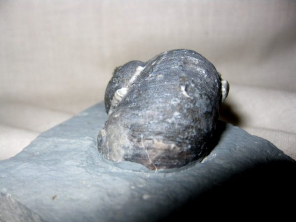 Indiana Platyostoma Gastropod #9 - Image 3