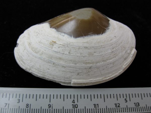 Indonesia Striarca Bivalve #11