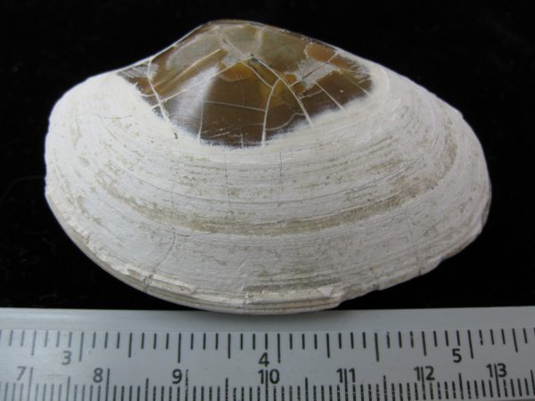 Indonesia Striarca Bivalve #11 - Image 2