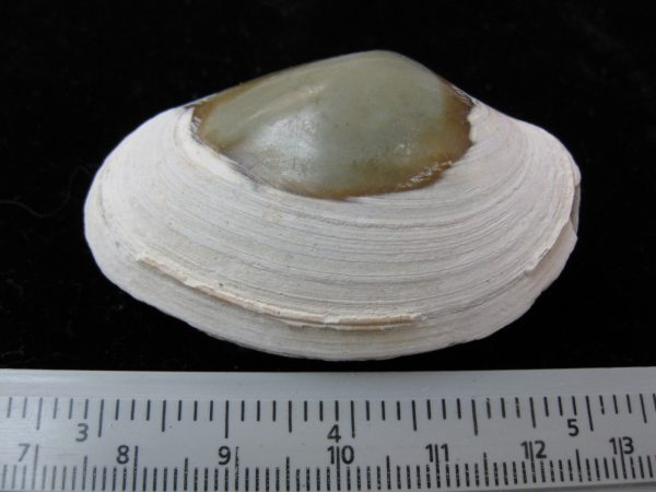 Indonesia Striarca Bivalve #12