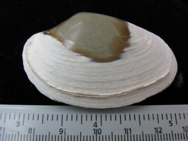 Indonesia Striarca Bivalve #12 - Image 2