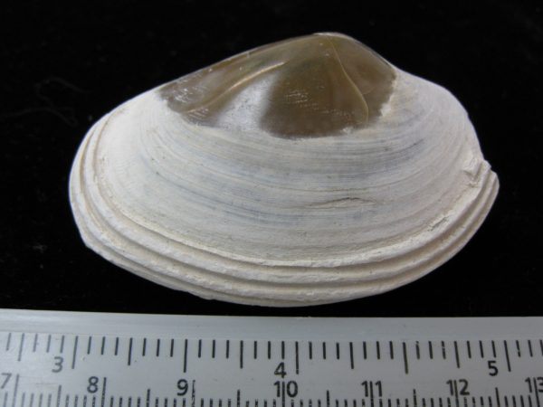 Indonesia Striarca Bivalve #13