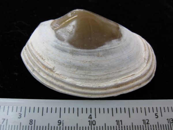 Indonesia Striarca Bivalve #13 - Image 2