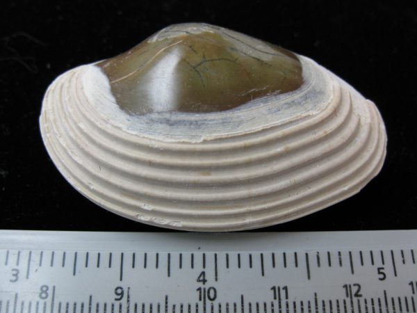 Indonesia Striarca Bivalve #14