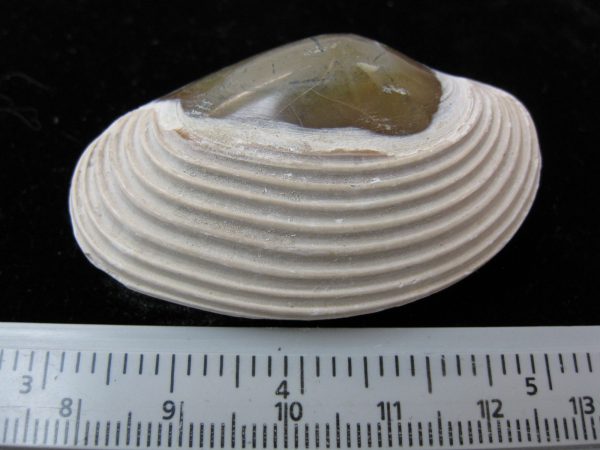 Indonesia Striarca Bivalve #14 - Image 2