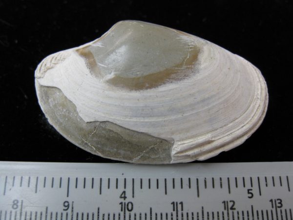 Indonesia Striarca Bivalve #17