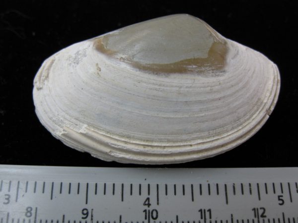 Indonesia Striarca Bivalve #17 - Image 2