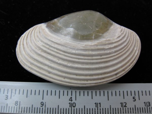 Indonesia Striarca Bivalve #18