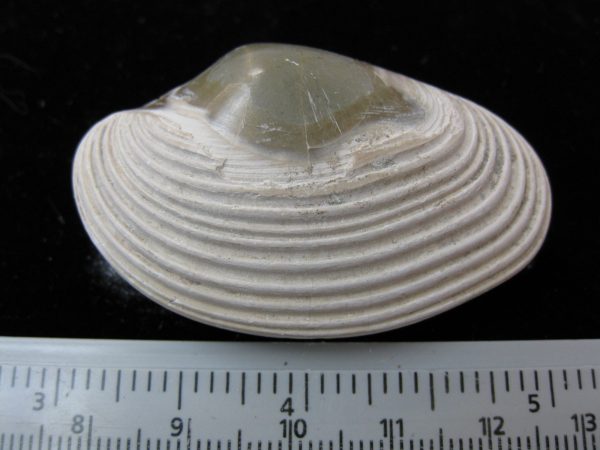 Indonesia Striarca Bivalve #18 - Image 2