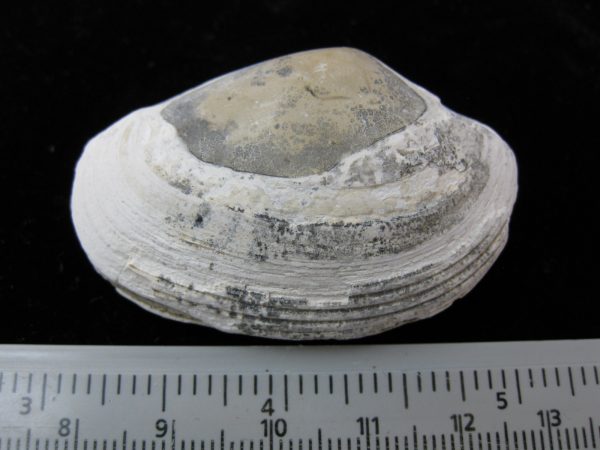 Indonesia Striarca Bivalve #21