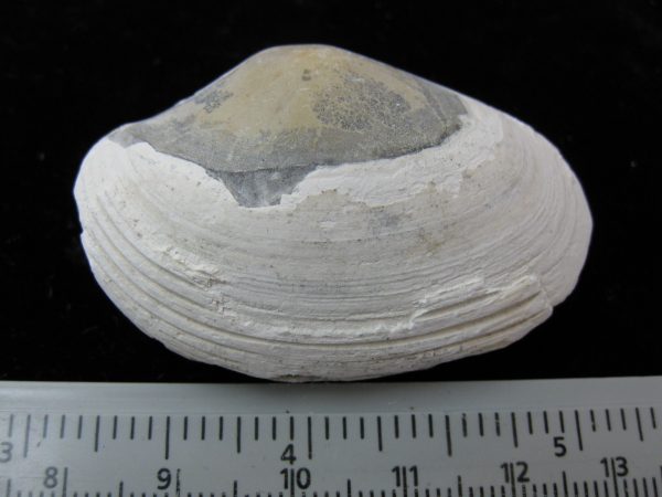 Indonesia Striarca Bivalve #21 - Image 2