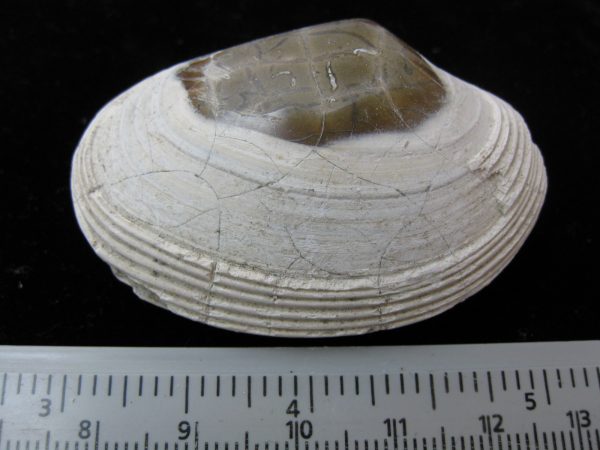 Indonesia Striarca Bivalve #23