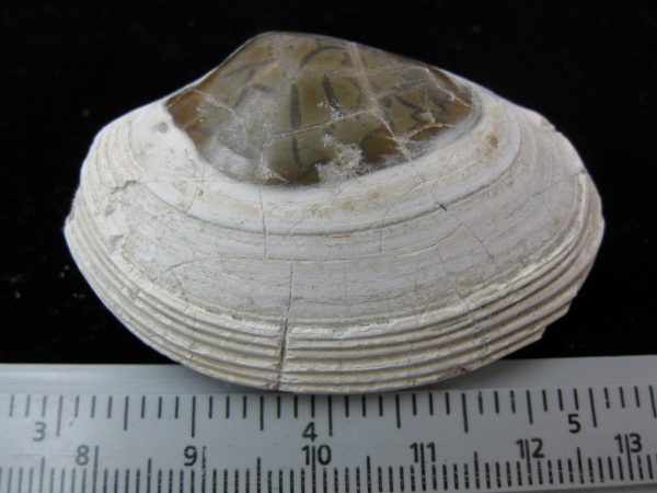 Indonesia Striarca Bivalve #23 - Image 2