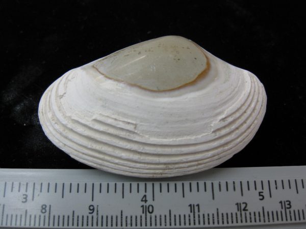 Indonesia Striarca Bivalve #24