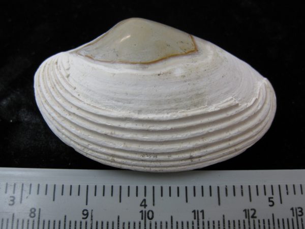 Indonesia Striarca Bivalve #24 - Image 2