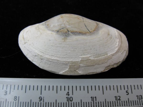 Indonesia Striarca Bivalve #3