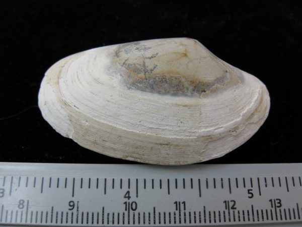 Indonesia Striarca Bivalve #3 - Image 2