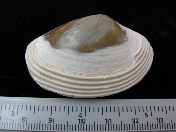 Indonesia Striarca Bivalve #4