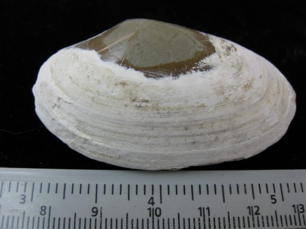 Indonesia Striarca Bivalve #5