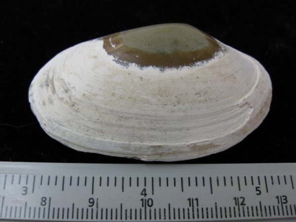 Indonesia Striarca Bivalve #5 - Image 2