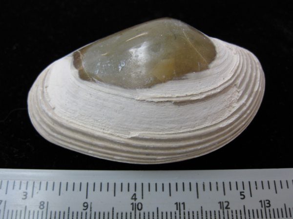 Indonesia Striarca Bivalve #7