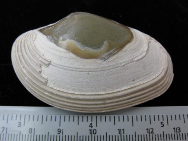 Indonesia Striarca Bivalve #7 - Image 2