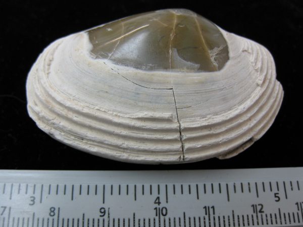 Indonesia Striarca Bivalve #8