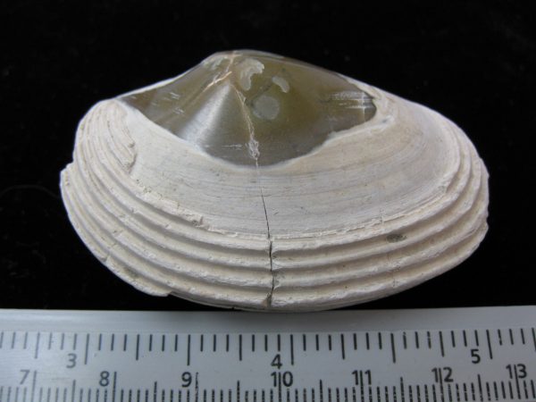 Indonesia Striarca Bivalve #8 - Image 2