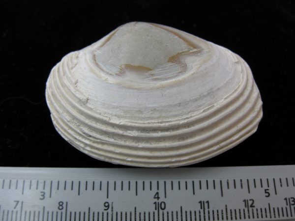 Indonesia Striarca Bivalve #9