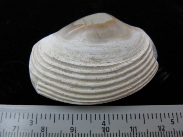 Indonesia Striarca Bivalve #9 - Image 2