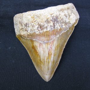 Genuine Miocene Age Megalodon Shark Tooth Fossil for Sale from Indonesia. 2