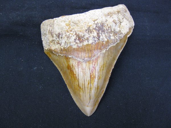 Genuine Miocene Age Megalodon Shark Tooth Fossil for Sale from Indonesia. 2