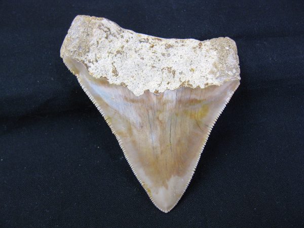 Genuine Miocene Age Megalodon Shark Tooth Fossil for Sale from Indonesia. 2a