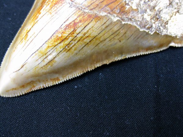 Genuine Miocene Age Megalodon Shark Tooth Fossil for Sale from Indonesia. 2b