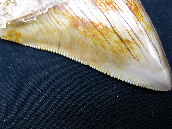 Genuine Miocene Age Megalodon Shark Tooth Fossil for Sale from Indonesia. 2c